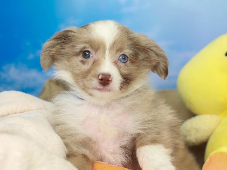 Mini Australian Shepherd