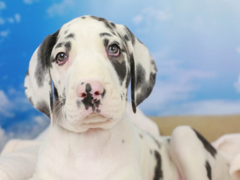 Great Dane