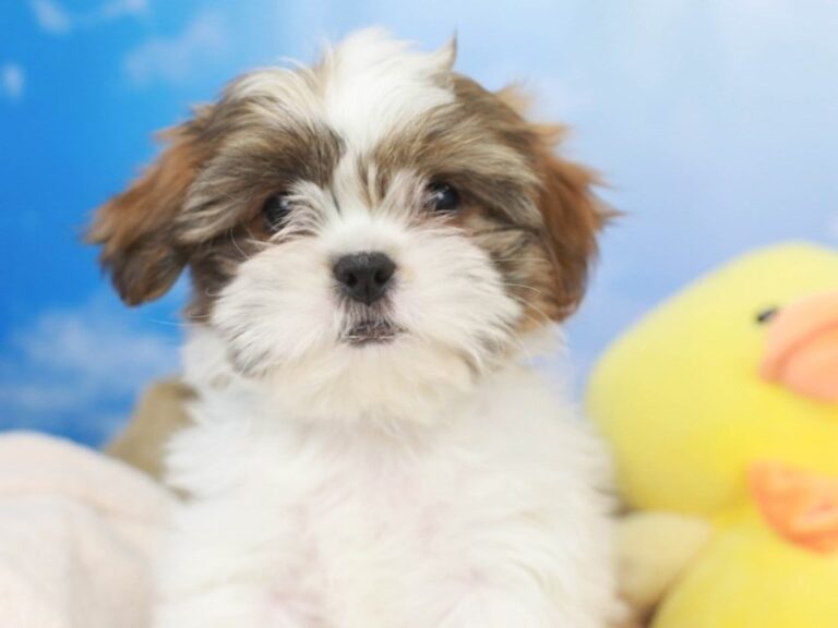 Shih Tzu