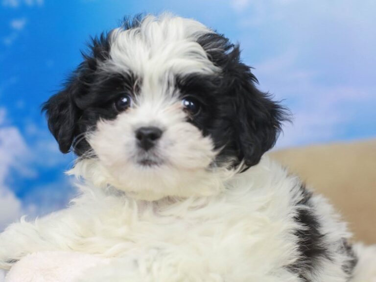 Lhasa Poo