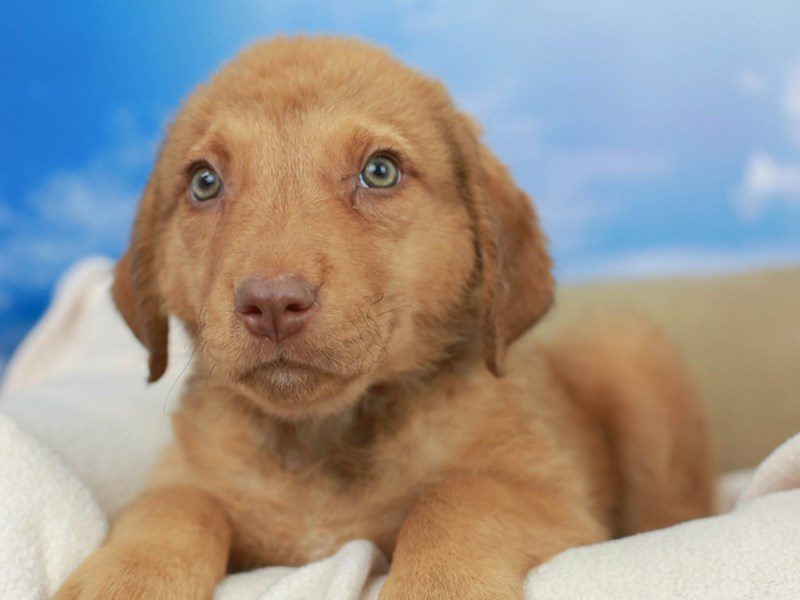 Chesapeake Bay Retriever-Female--2695182-Animal Kingdom | Puppies N Love