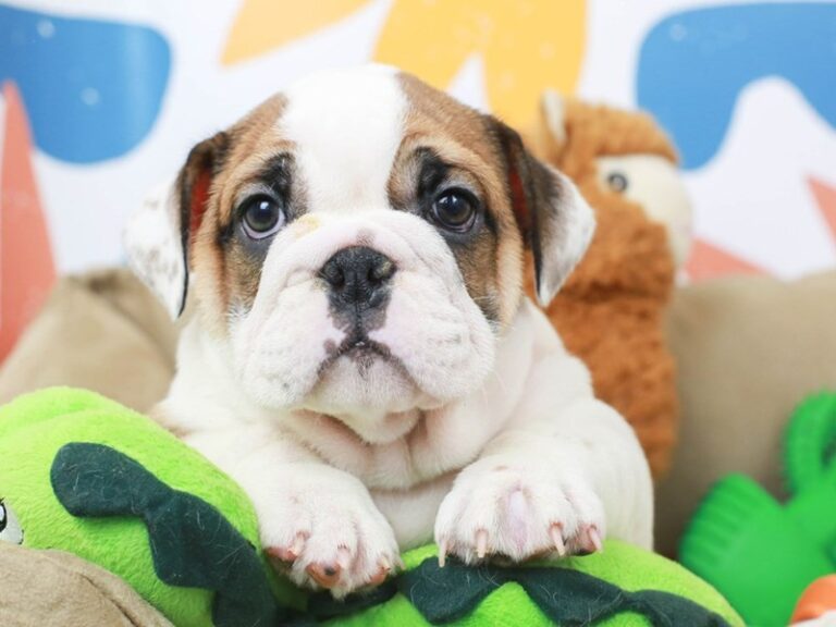 English Bulldog
