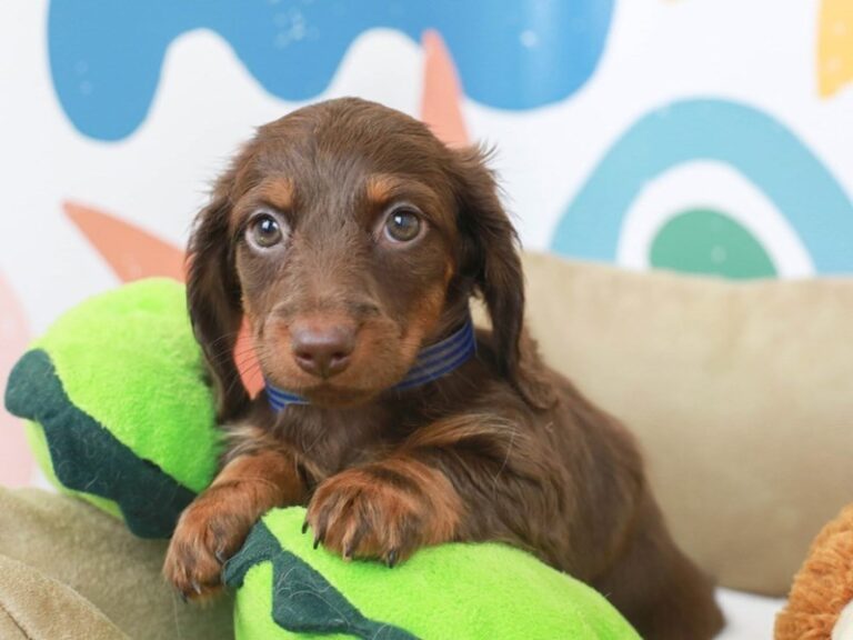 Dachshund