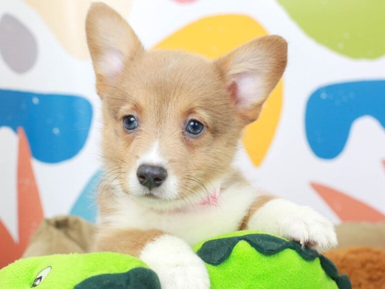 Pembroke Welsh Corgi