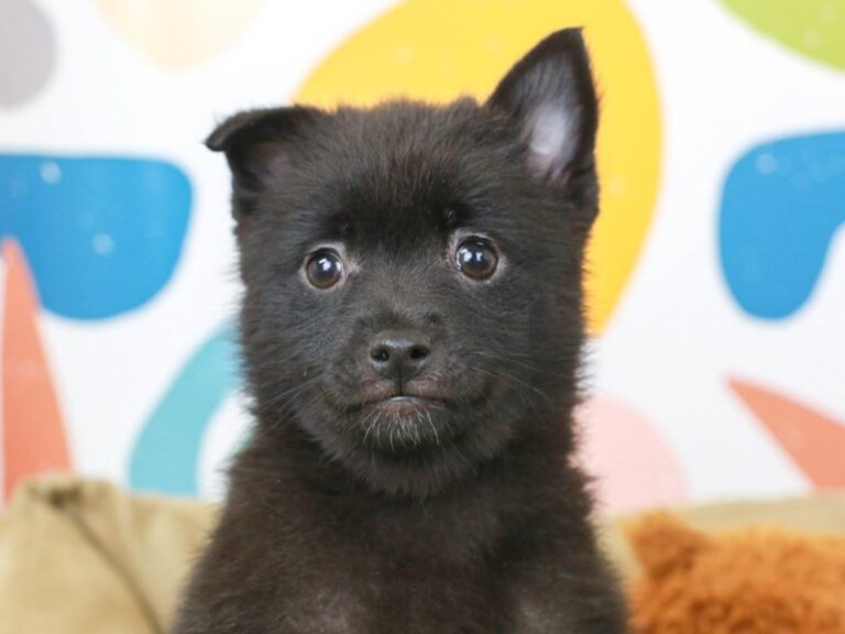 Schipperke