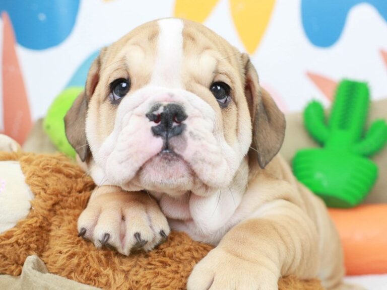 English Bulldog