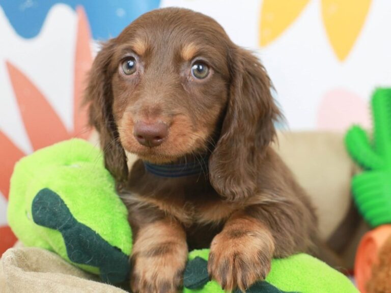 Dachshund