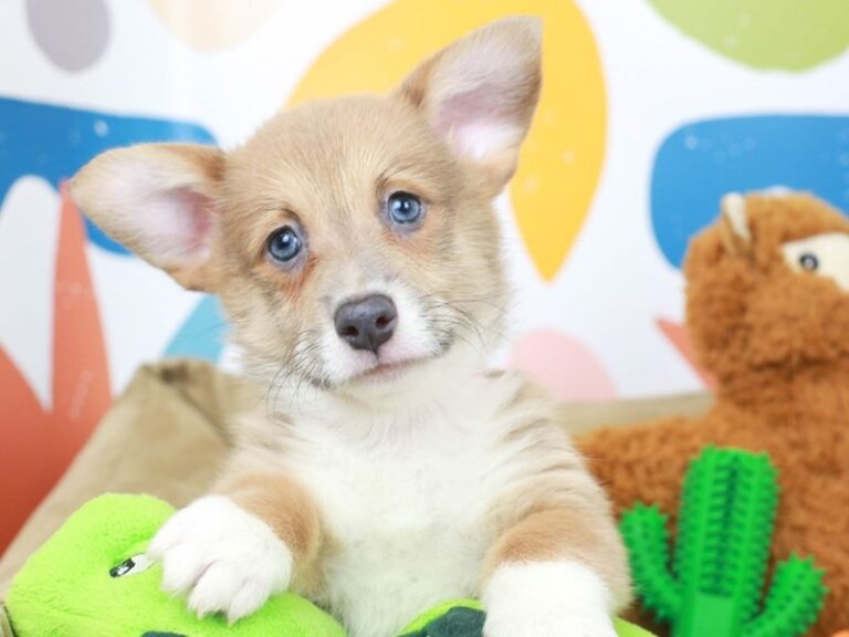 Pembroke Welsh Corgi