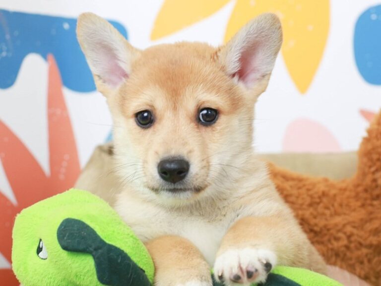 Corgi Inu