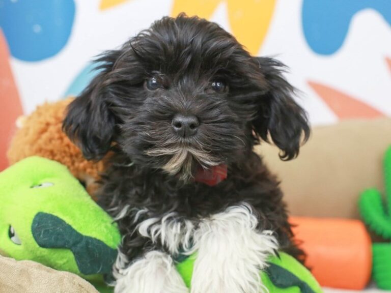 Havanese