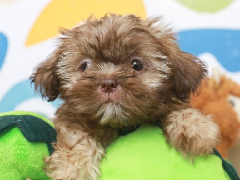 Shih Tzu