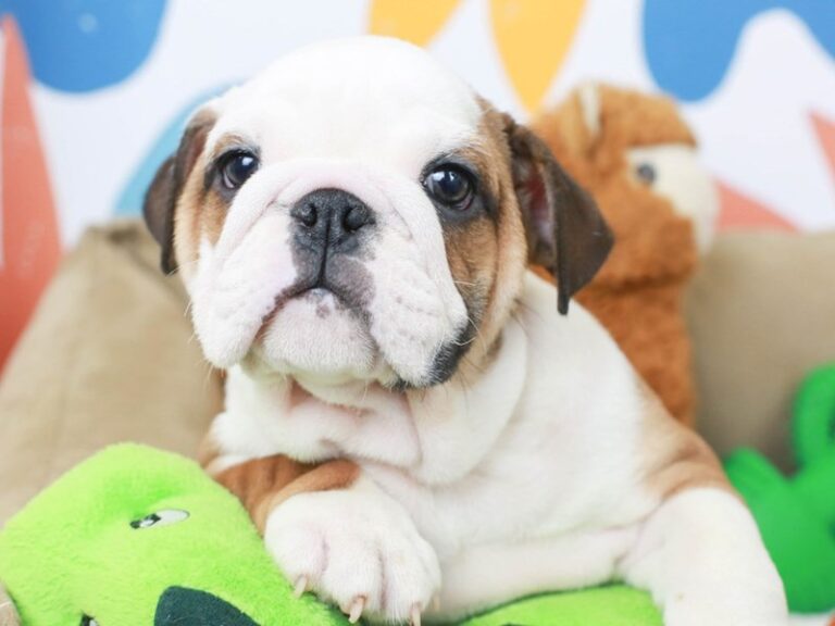 English Bulldog