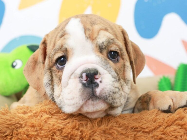 English Bulldog