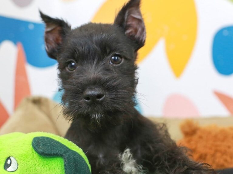 Miniature Schnauzer