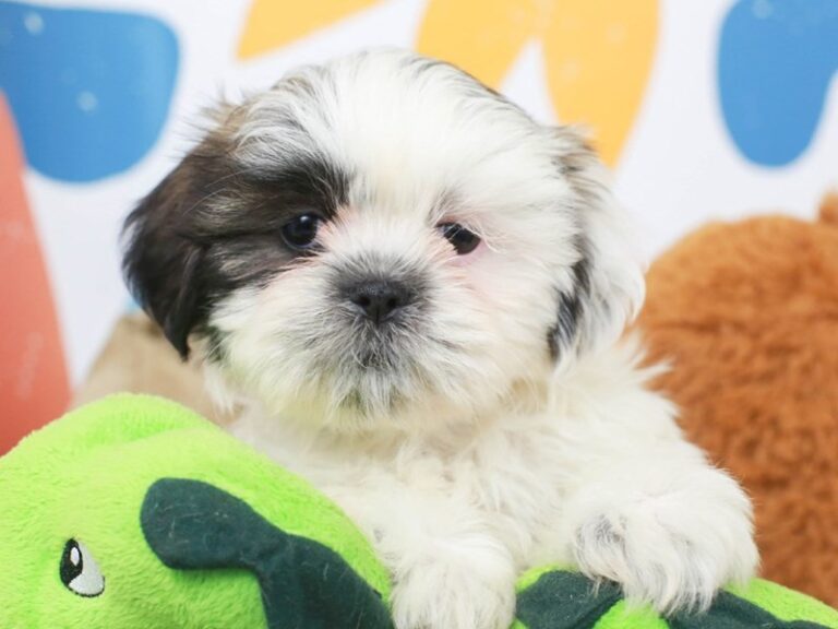 Shih Tzu