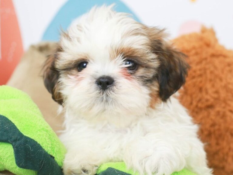 Shih Tzu