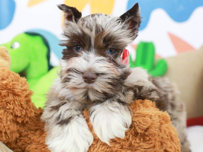 Confetti schnauzer best sale