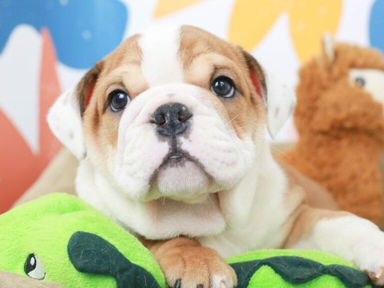 English Bulldog