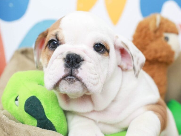 English Bulldog