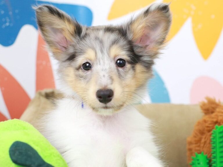 Shetland Sheepdog