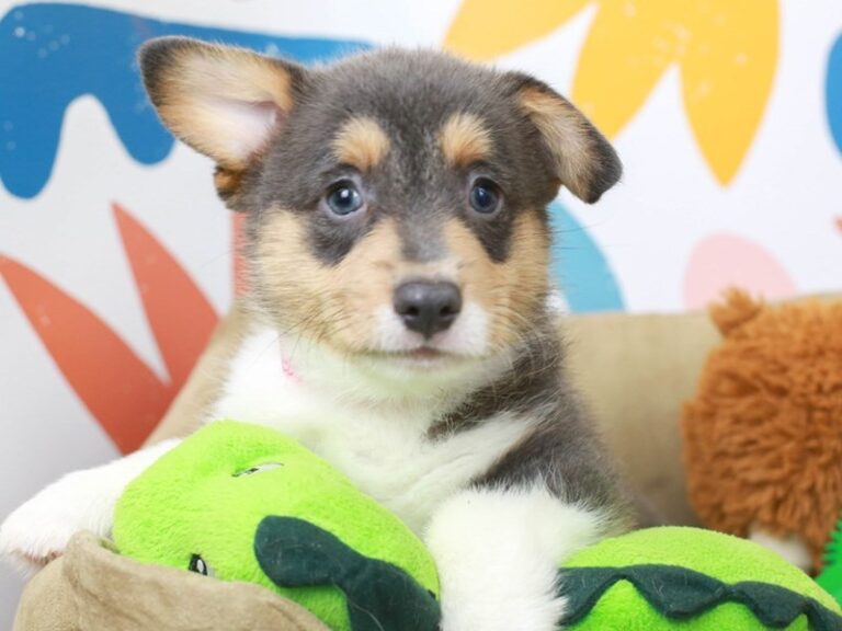 Pembroke Welsh Corgi