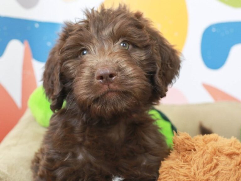 Labradoodle