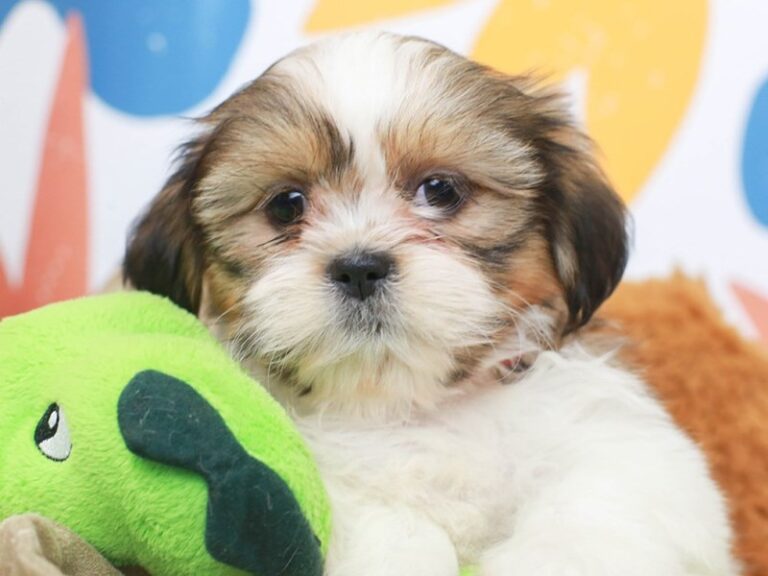 Shih Tzu