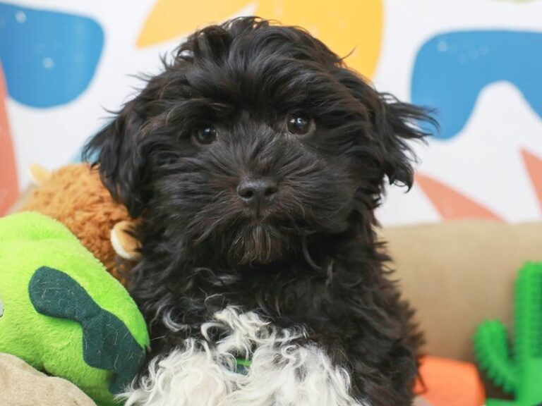 Havanese