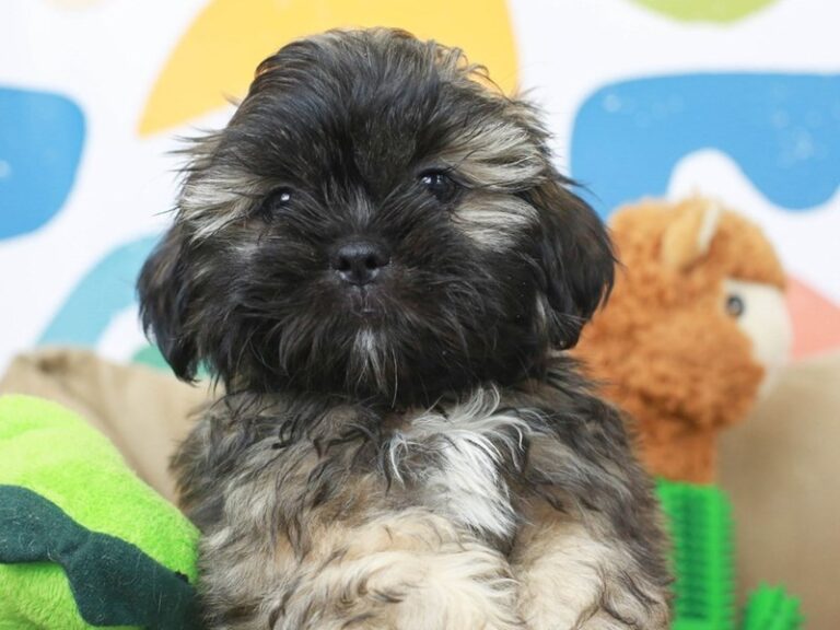 Shih Tzu