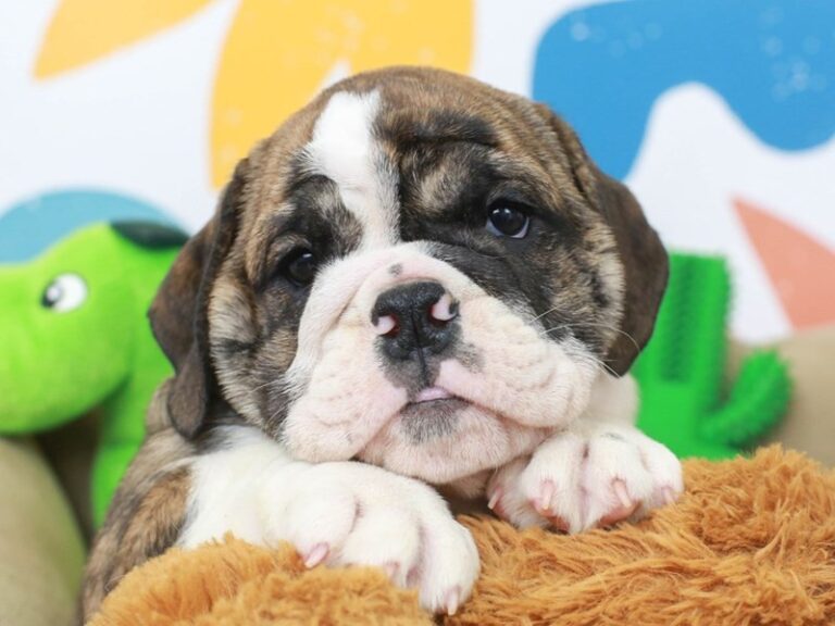 English Bulldog