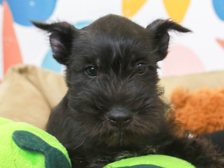 Miniature Schnauzer