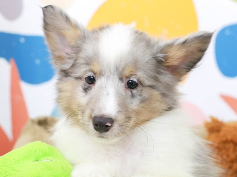Shetland Sheepdog