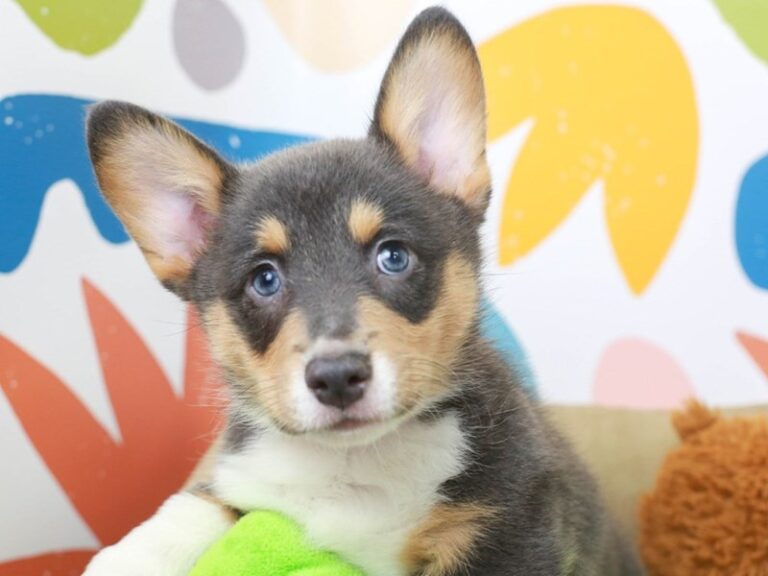 Pembroke Welsh Corgi