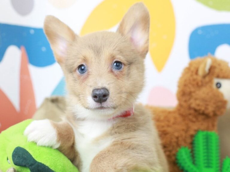Pembroke Welsh Corgi
