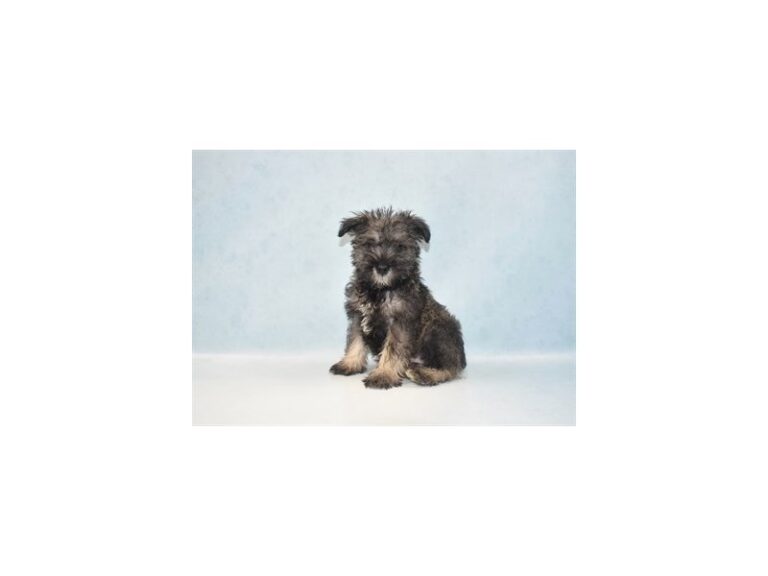 Miniature Schnauzer