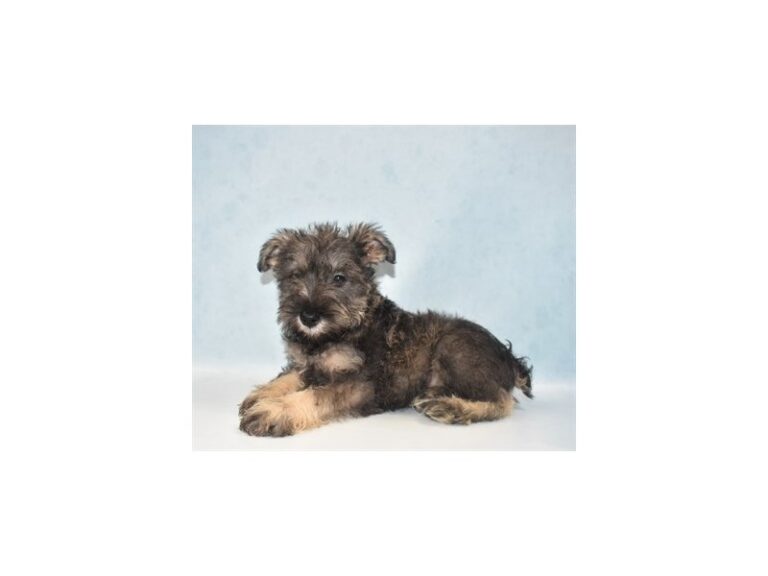 Miniature Schnauzer