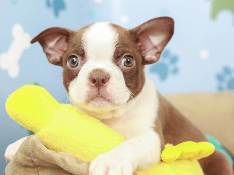 Boston Terrier