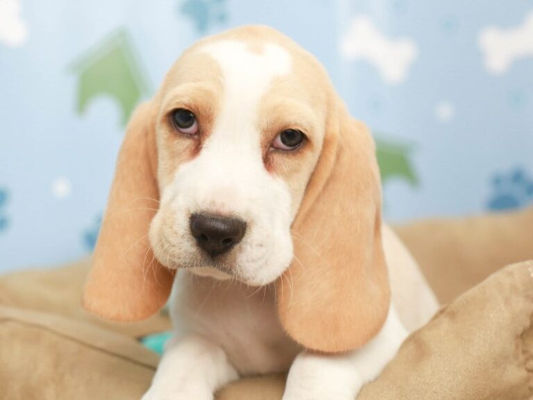 Beagle