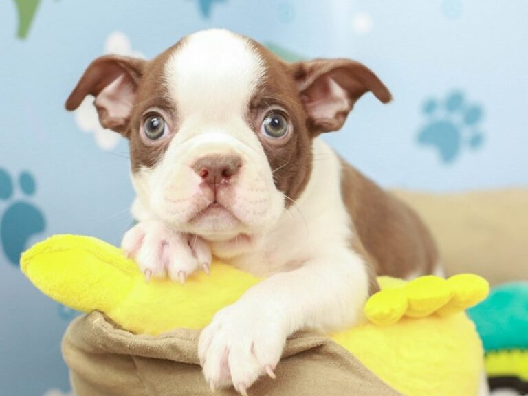 Boston Terrier