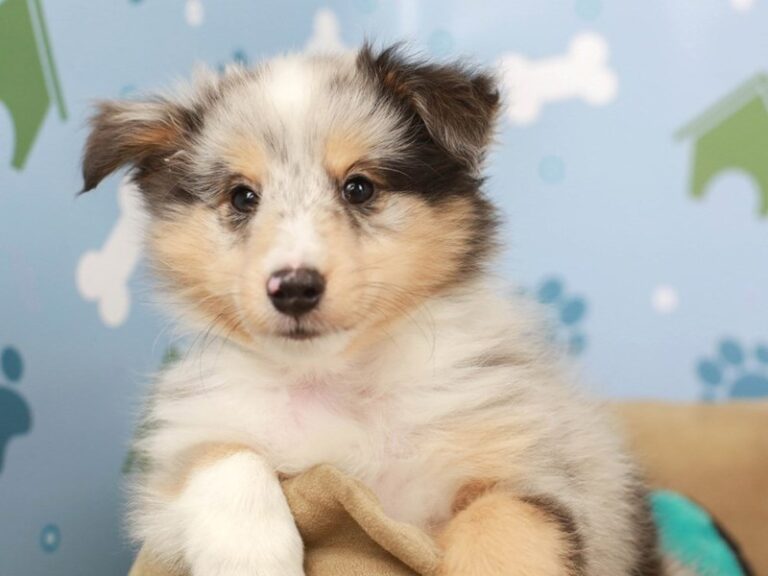 Shetland Sheepdog