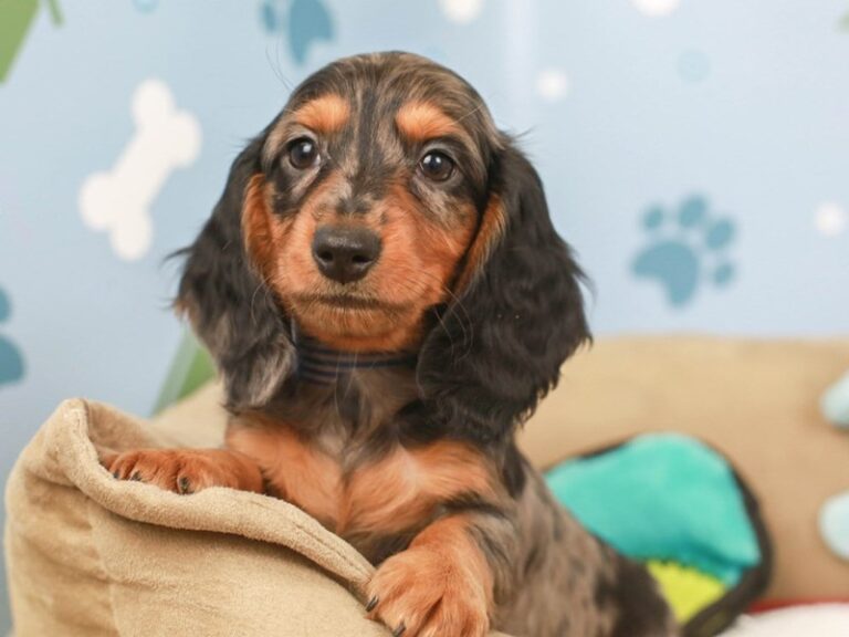 Dachshund