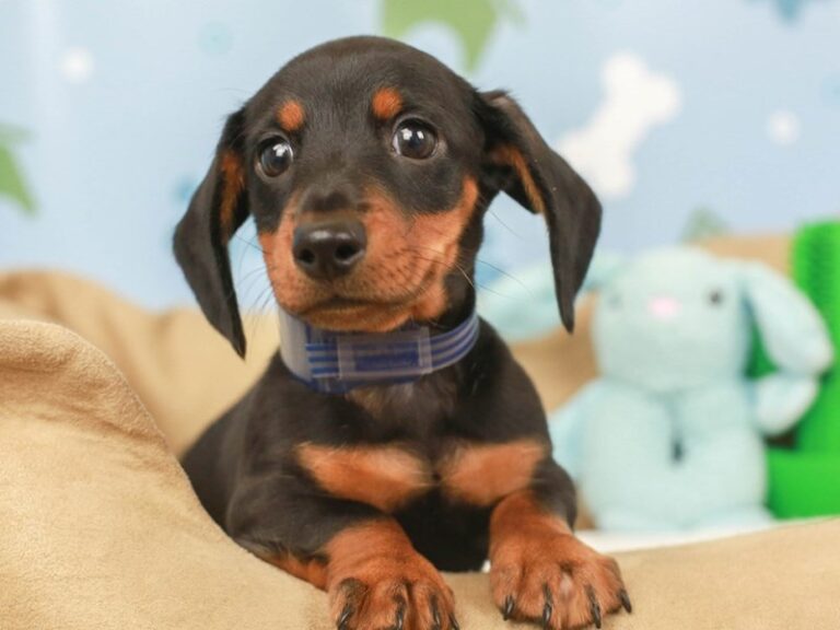 Dachshund
