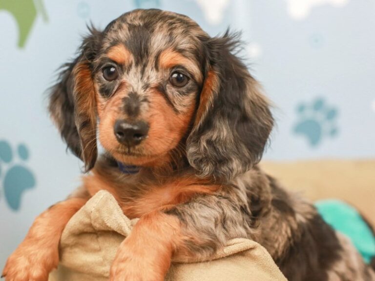 Dachshund