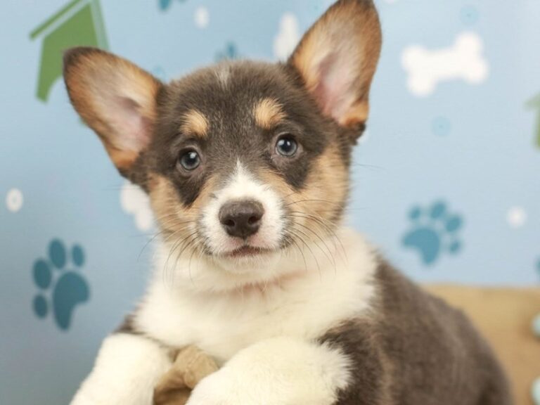 Pembroke Welsh Corgi