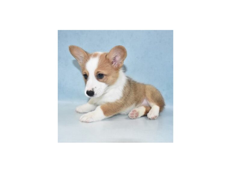 Pembroke Welsh Corgi