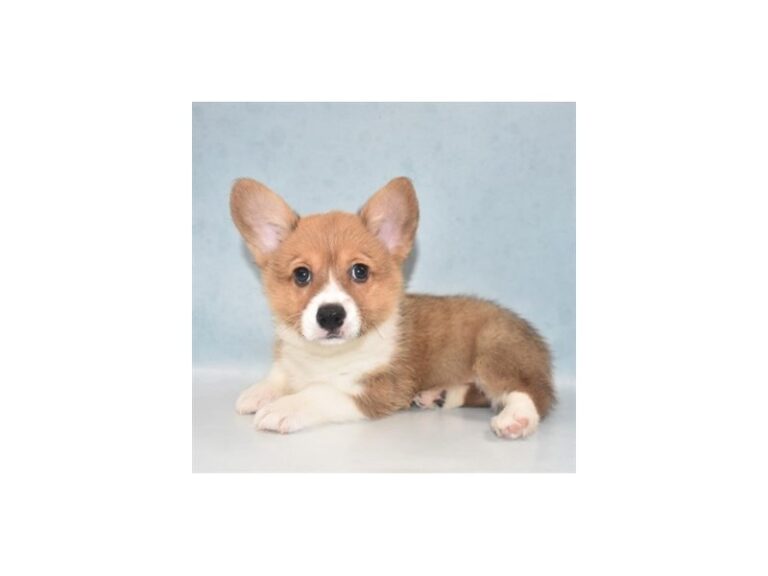 Pembroke Welsh Corgi