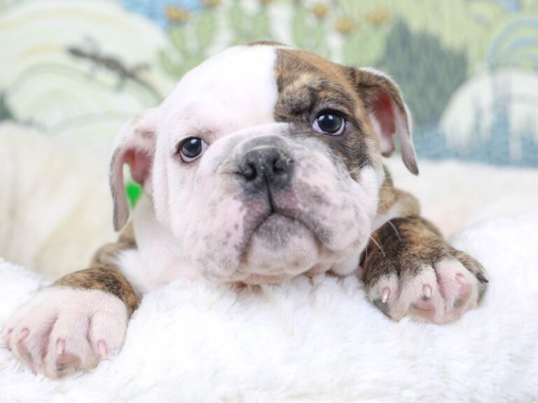 English Bulldog