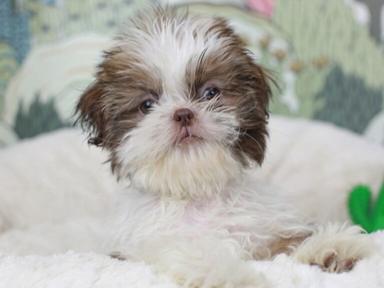 Shih Tzu