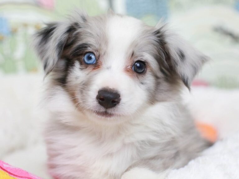 Mini Aussie