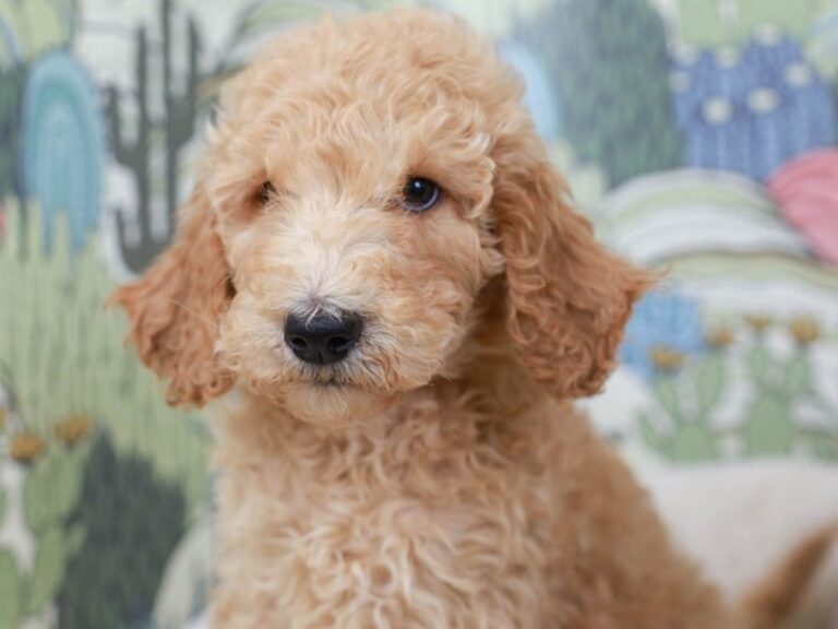 Goldendoodle